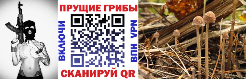 Галлюциногенные грибы Cubensis  Купить где  Котлас 